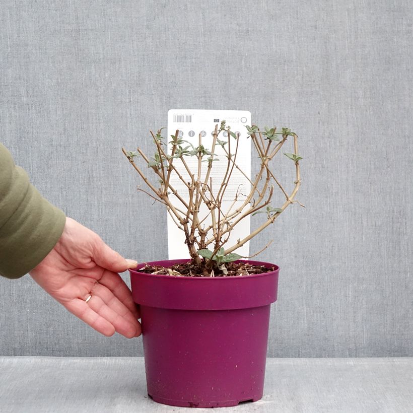 Example of Albero delle farfalle Butterfly Candy Little Cerise Vaso da 3L/4L as you get in hiver