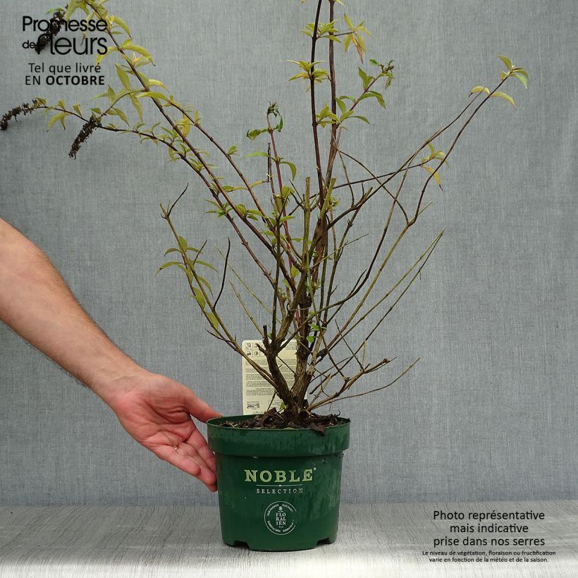 Esemplare di Albero delle farfalle Argus Velvet Vaso da 3L/4L come consegnato in autunno