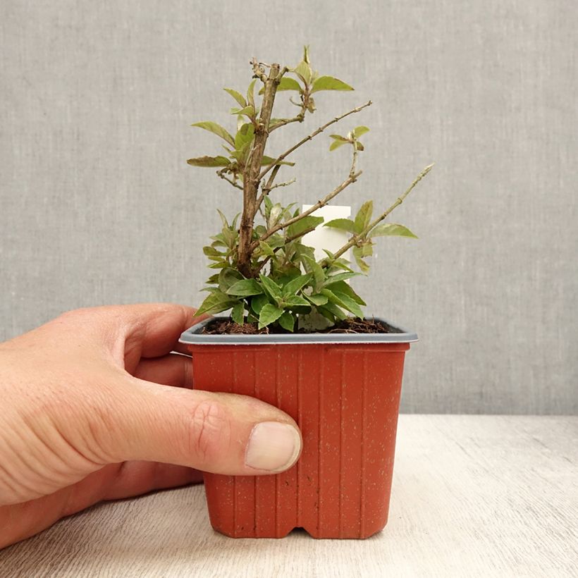 Albero delle farfalle Butterfly Candy Lila Sweetheart Vasetto da 8/9 cm esemplare consegnato in primavera