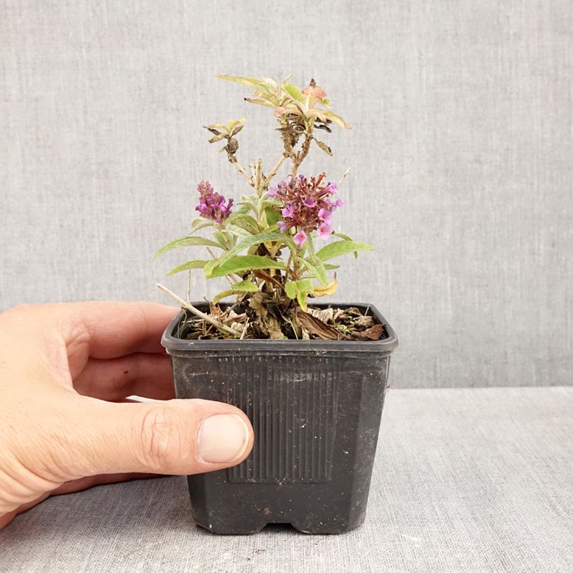 Esemplare di Albero delle farfalle Butterfly Candy Little Lila Vasetto da 8/9 cm come consegnato in autunno