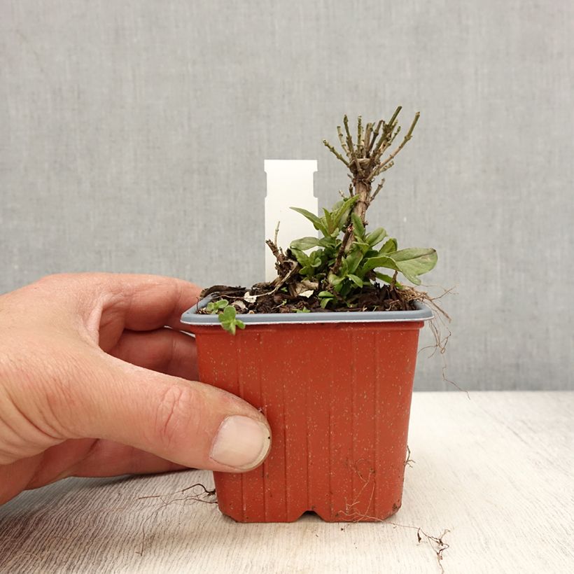 Example of Albero delle farfalle Butterfly Candy Little Lila Vasetto da 8/9 cm as you get in printemps