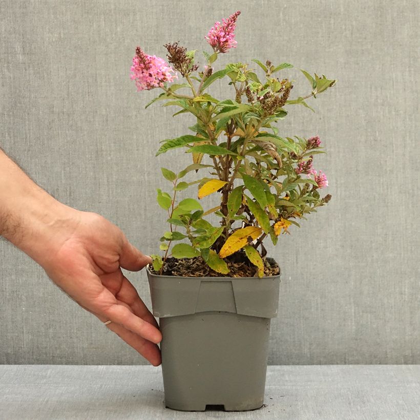 Esemplare di Albero delle farfalle Butterfly Candy Little Pink Vaso da 2L/3L consegnato in estate