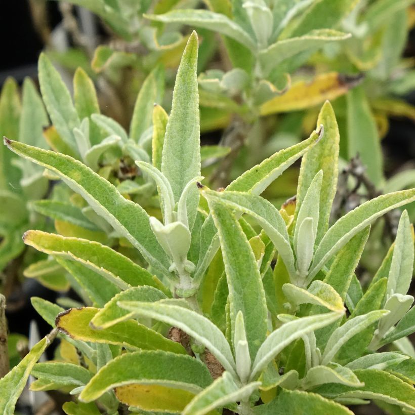 Albero delle farfalle Butterfly Candy Little White (Fogliame)