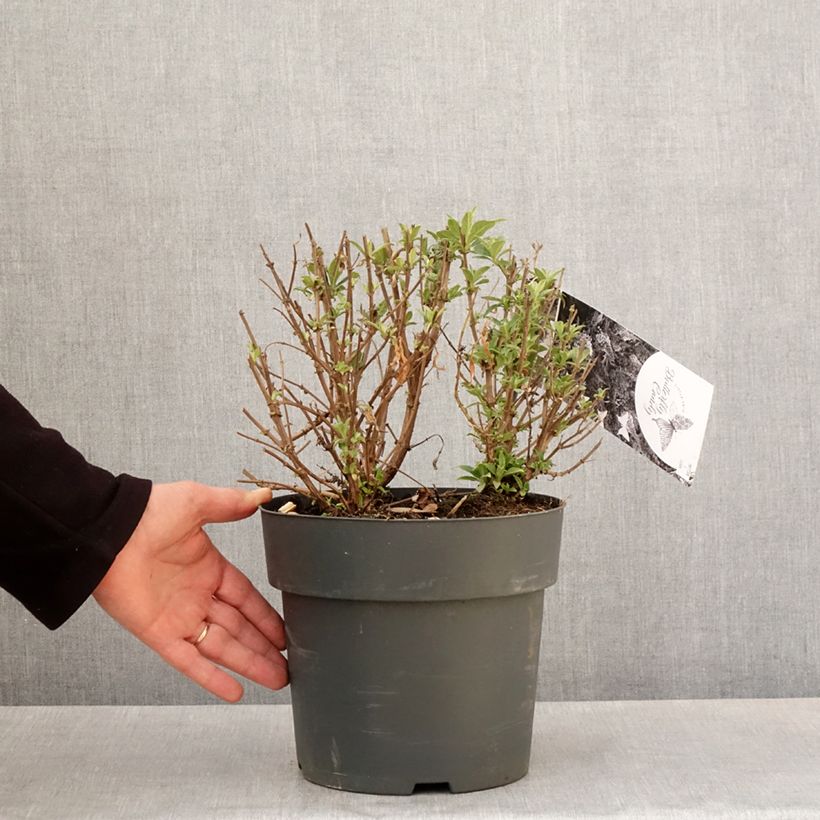 Albero delle farfalle Butterfly Candy Trio Vaso da 4L/5L esemplare consegnato in primavera