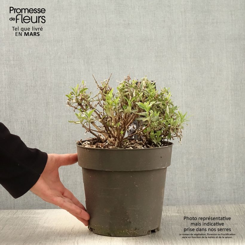 Albero delle farfalle Butterfly Candy Trio Mix Vaso da 4L/5L esemplare consegnato in primavera