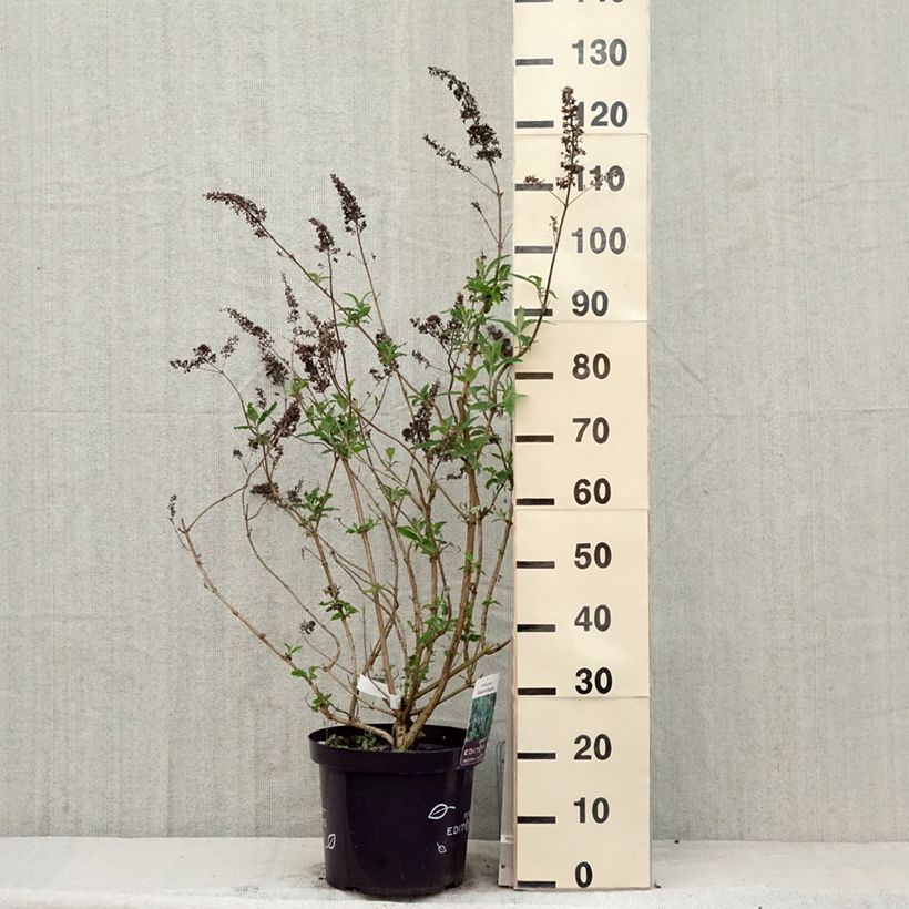 Albero delle farfalle Groovy Grape Vaso da 7,5L/10L esemplare consegnato in primavera