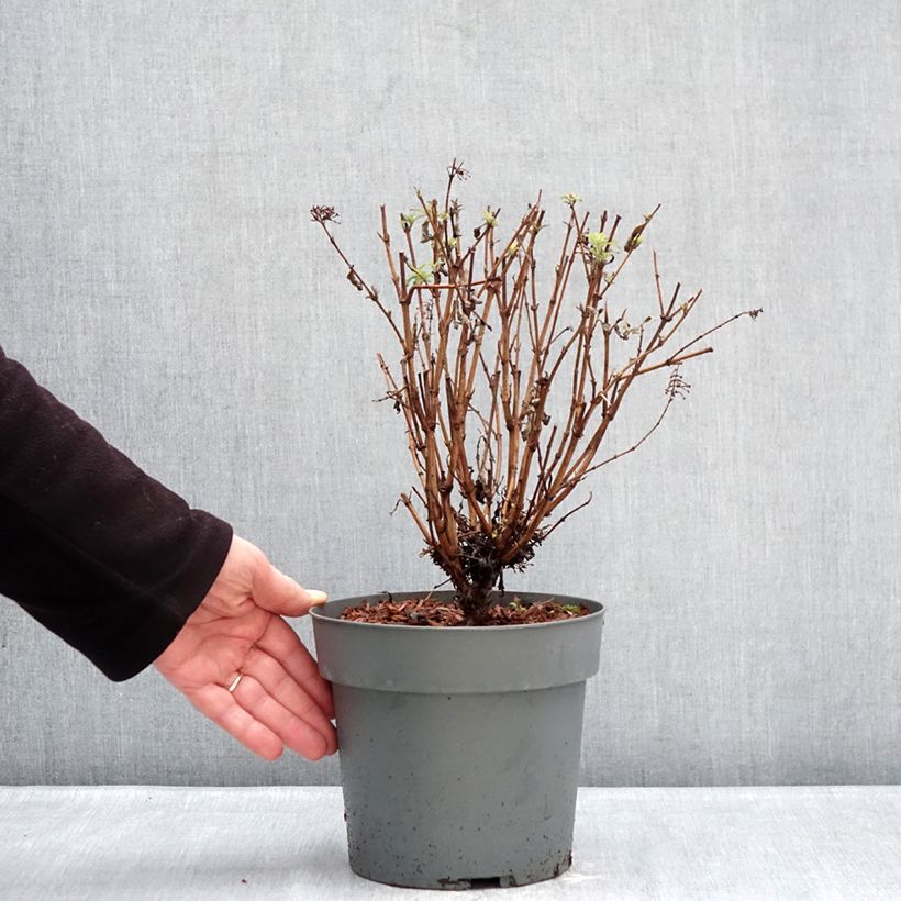 Buddleja davidii Octopus Magenta - Arbre aux papillons Vaso da 3L/4L esemplare consegnato in inverno