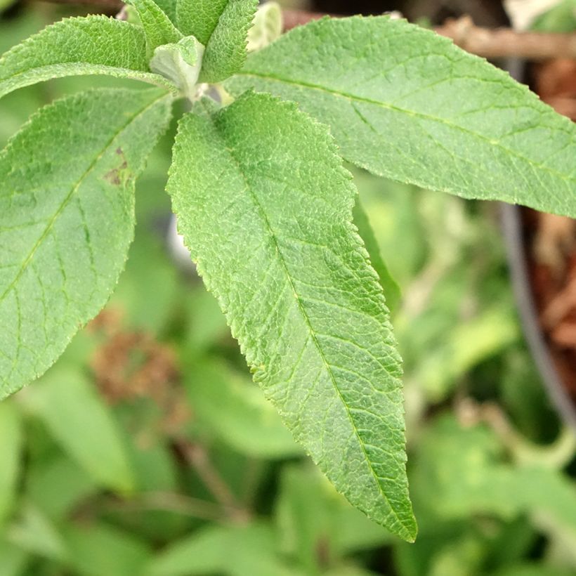 Albero delle farfalle Sugar Plum (Foliage)