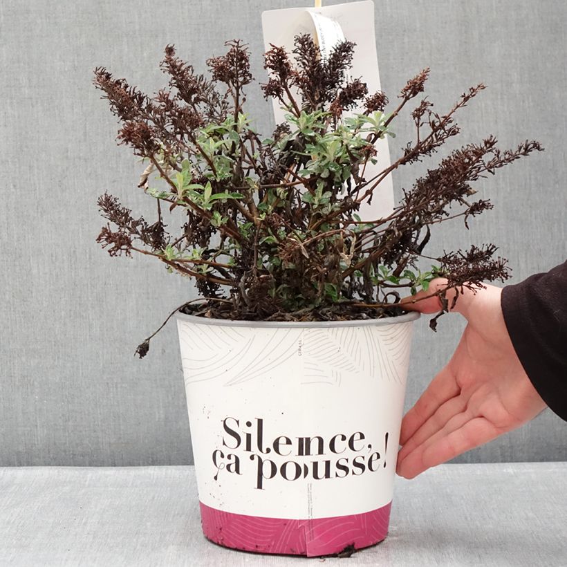 Buddleja davidii Tiny Buddy Hot Pink - Arbre aux papillons nain Vaso da 4L/5L esemplare consegnato in inverno