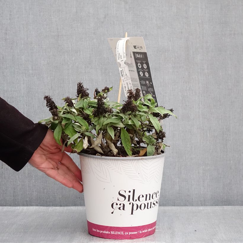 Buddleja davidii Tiny Buddy Violet - Arbre aux papillons nain Vaso da 4L/5L esemplare consegnato in inverno