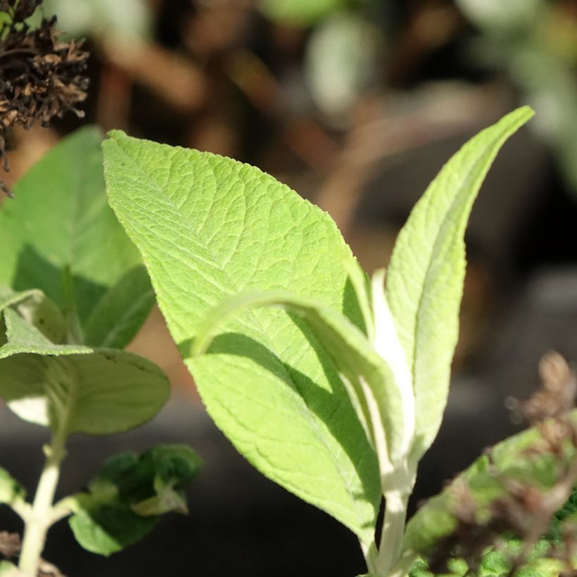 Albero delle farfalle Funky Fuchsia (Fogliame)