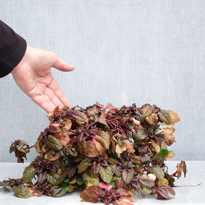 Esemplare di Ajuga reptans Atropurpurea - Bugola Vaso da 2L/3L come consegnato in autunno