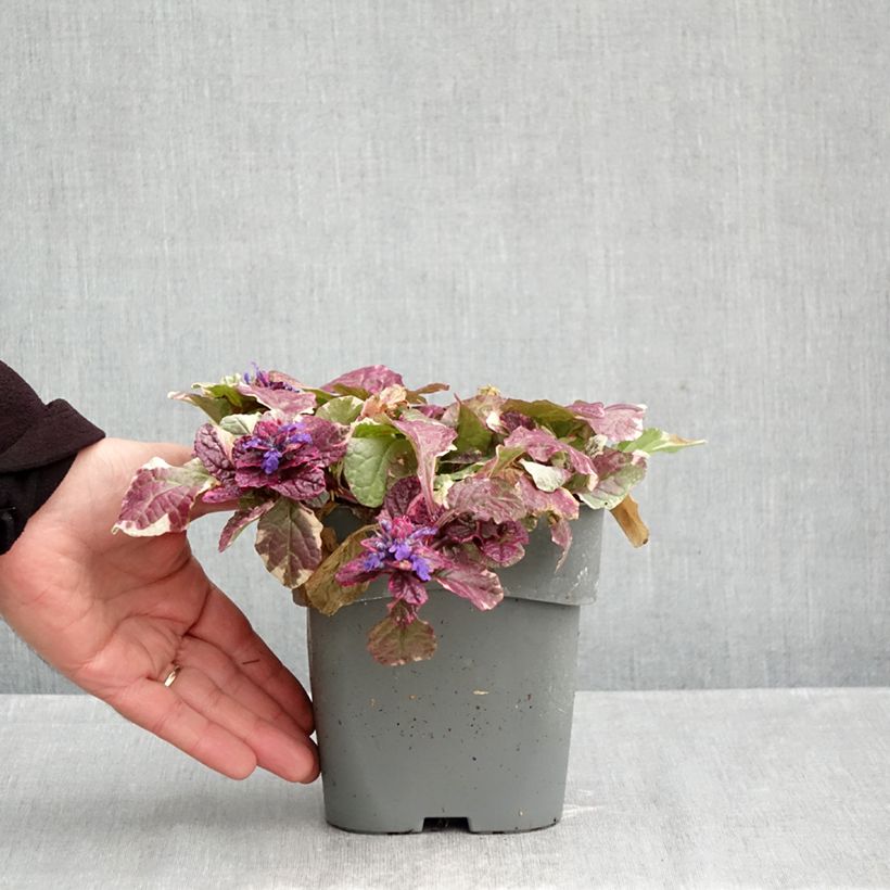 Esemplare di Ajuga reptans Burgundy Glow - Bugola Vaso da 2L/3L come consegnato in autunno