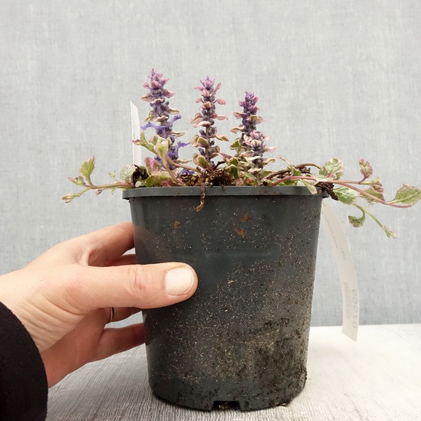 Ajuga reptans Burgundy Glow - Bugola Vaso da 2L/3L esemplare consegnato in primavera