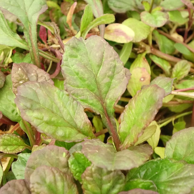 Ajuga reptans Catlin's Giant - Bugola (Foliage)