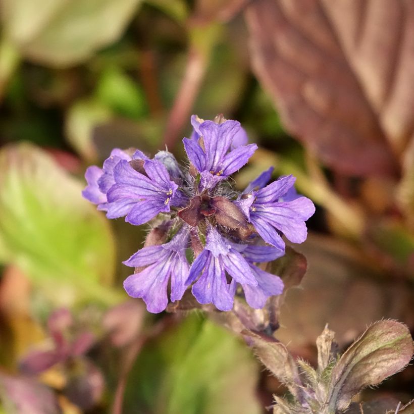 Ajuga reptans Catlin's Giant - Bugola (Flowering)