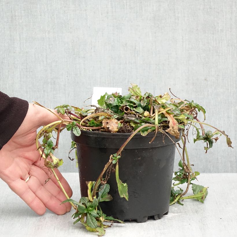 Esemplare di Ajuga reptans - Bugola Vaso da 2L/3L come consegnato in autunno