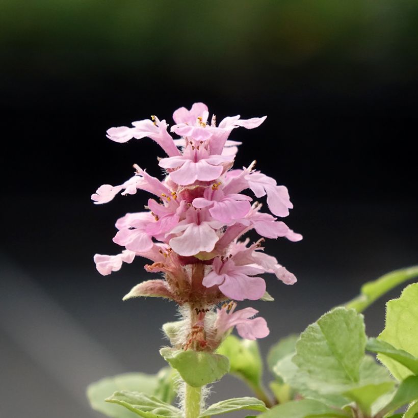 Ajuga reptans Rosea - Bugola rosa (Fioritura)