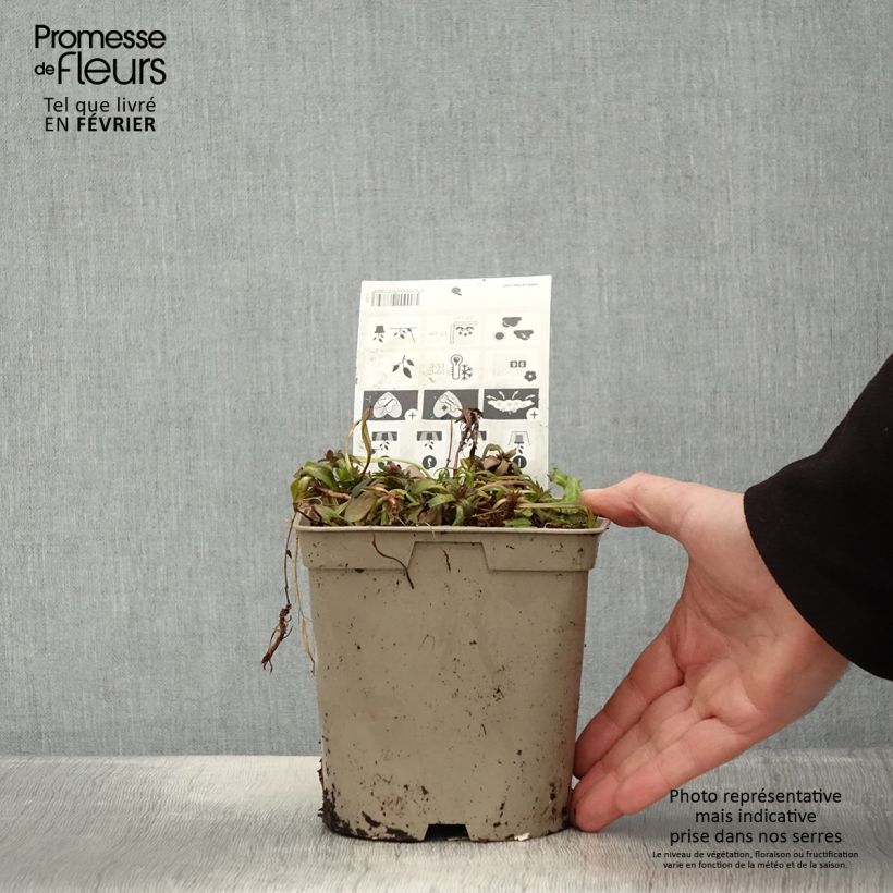 Example of Ajuga Chocolate Chip - Bugola Vaso da 2L/3L as you get in hiver