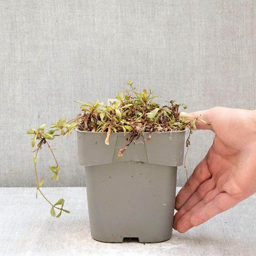 Ajuga Chocolate Chip - Bugola Vaso da 2L/3L esemplare consegnato in primavera