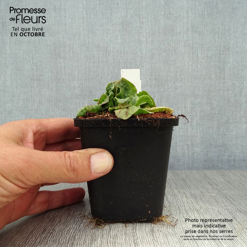 Esemplare di Ajuga reptans Variegata - Bugola Vasetto da 8/9 cm come consegnato in autunno