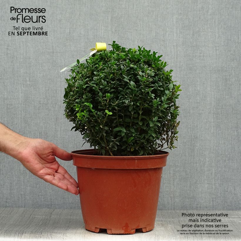 Esemplare di Buxus sempervirens - Bosso palla Vaso da 7,5L/10L, Palla come consegnato in autunno