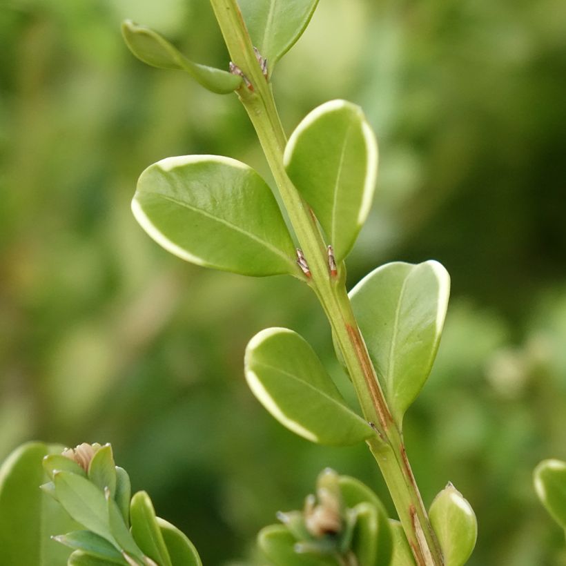 Buxus Betterbuxus Babylon Beauty - Bosso (Fogliame)