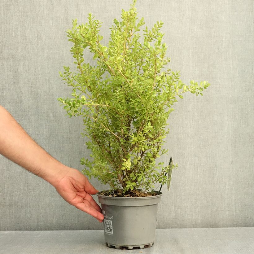 Esemplare di Buxus Betterbuxus Babylon Beauty - Bosso Vaso da 3L/4L consegnato in estate