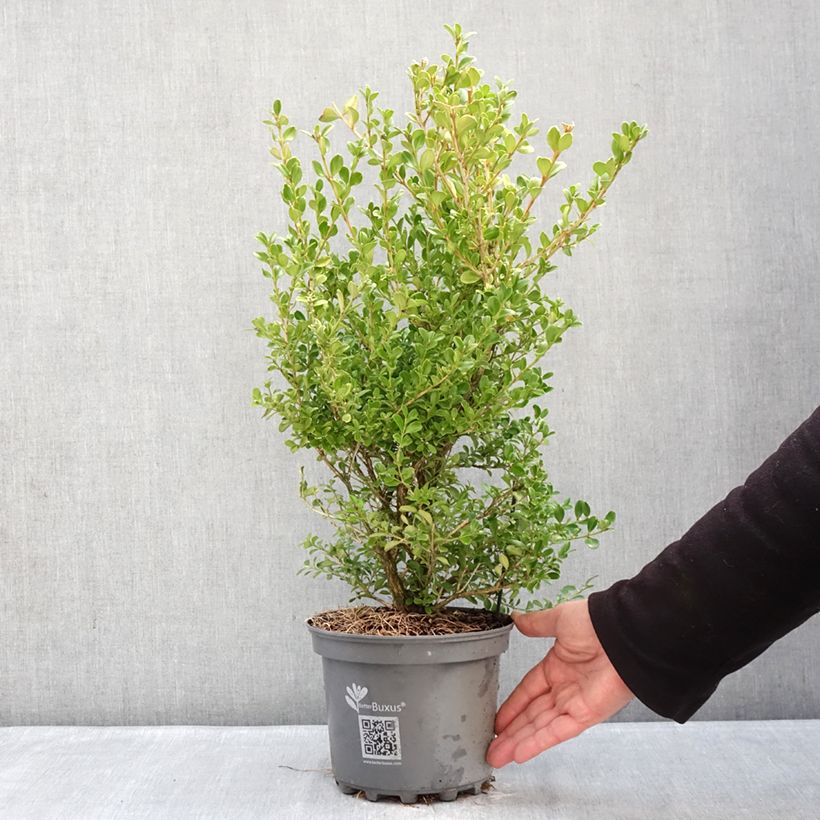 Buis - Buxus Betterbuxus Babylon Beauty Vaso da 3L/4L esemplare consegnato in inverno