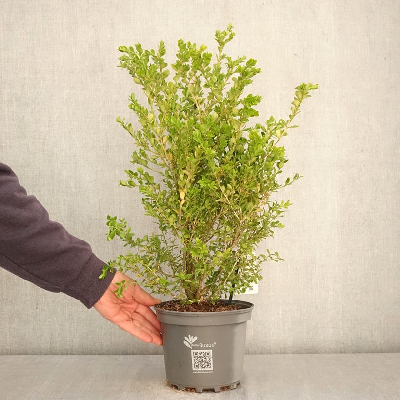 Buis - Buxus Betterbuxus Babylon Beauty Vaso da 3L/4L esemplare consegnato in primavera