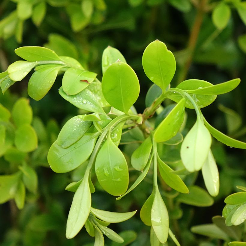 Buxus Betterbuxus Heritage - Bosso (Fogliame)