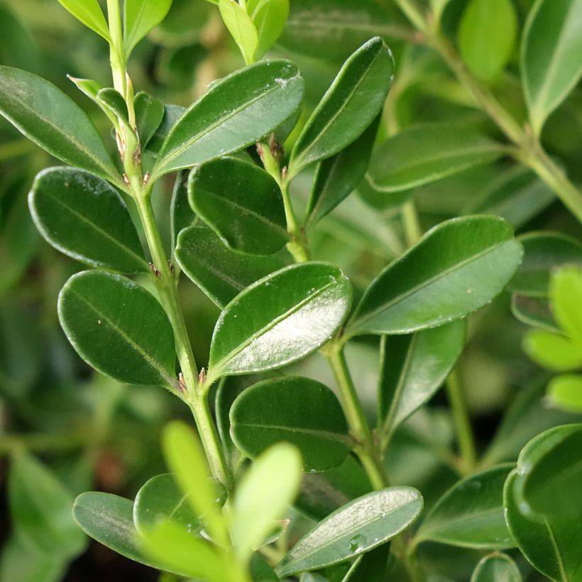 Buxus Betterbuxus Skylight - Bosso (Fogliame)