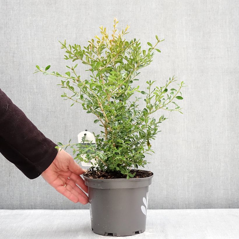Buis - Buxus Betterbuxus Skylight Vaso da 3L/4L esemplare consegnato in inverno