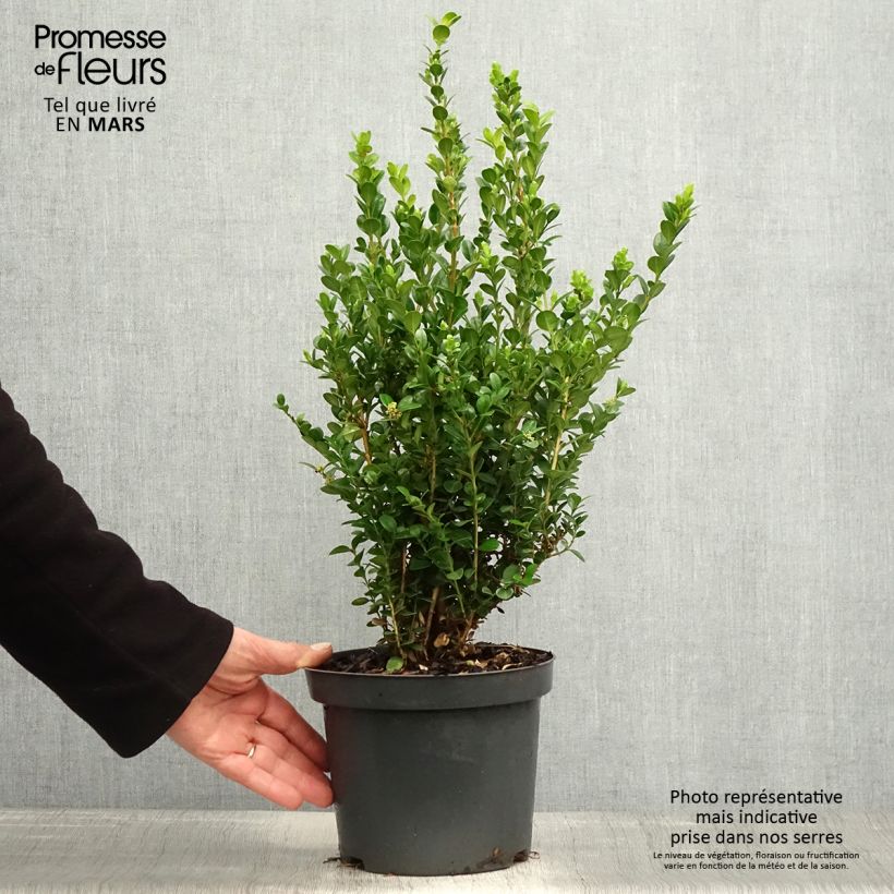 Example of Buxus microphylla Faulkner - Bosso microfillo Vaso da 2L/3L as you get in printemps