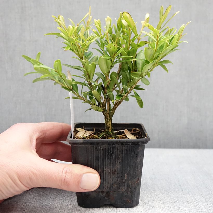 Buis - Buxus sinica var. insularis Mipo Vasetto da 8/9 cm esemplare consegnato in inverno
