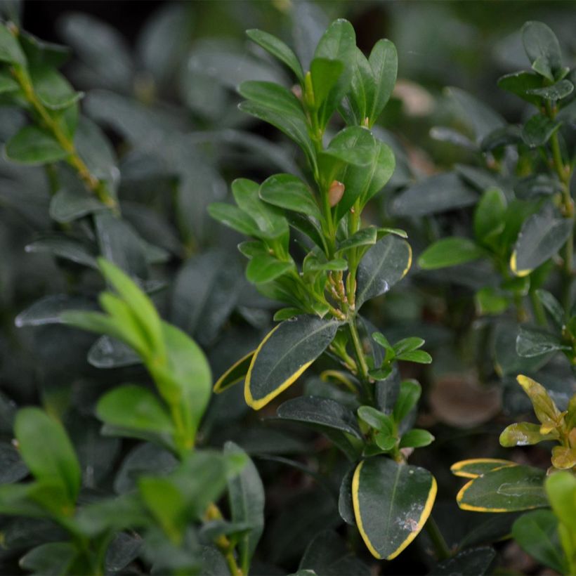 Buxus sempervirens - Bosso palla (Foliage)