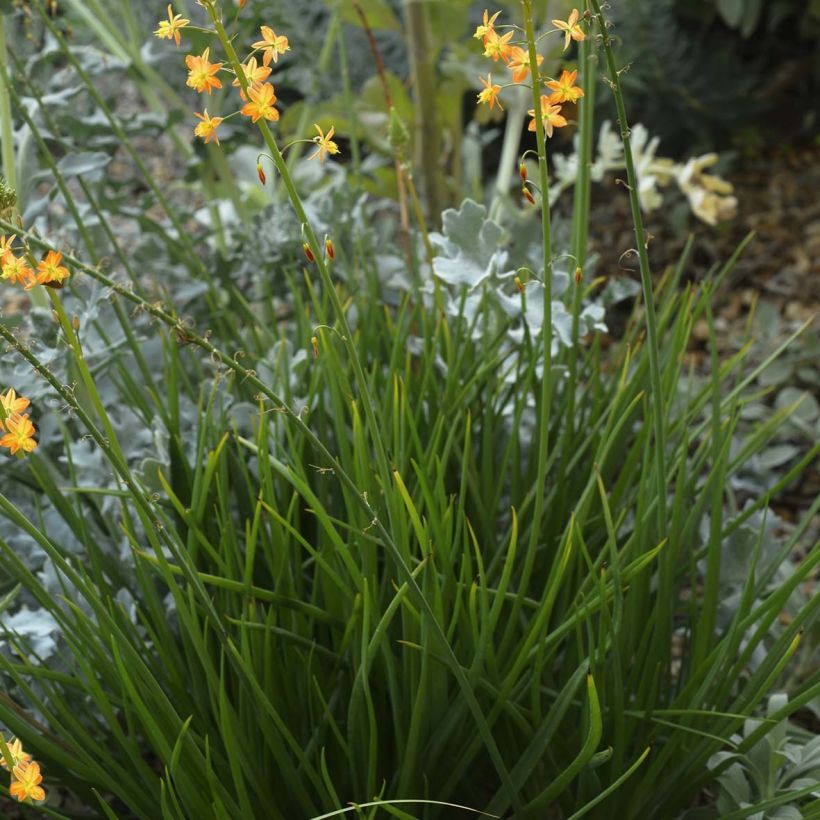 Bulbine frutescens - Fiore di serpente (Plant habit)