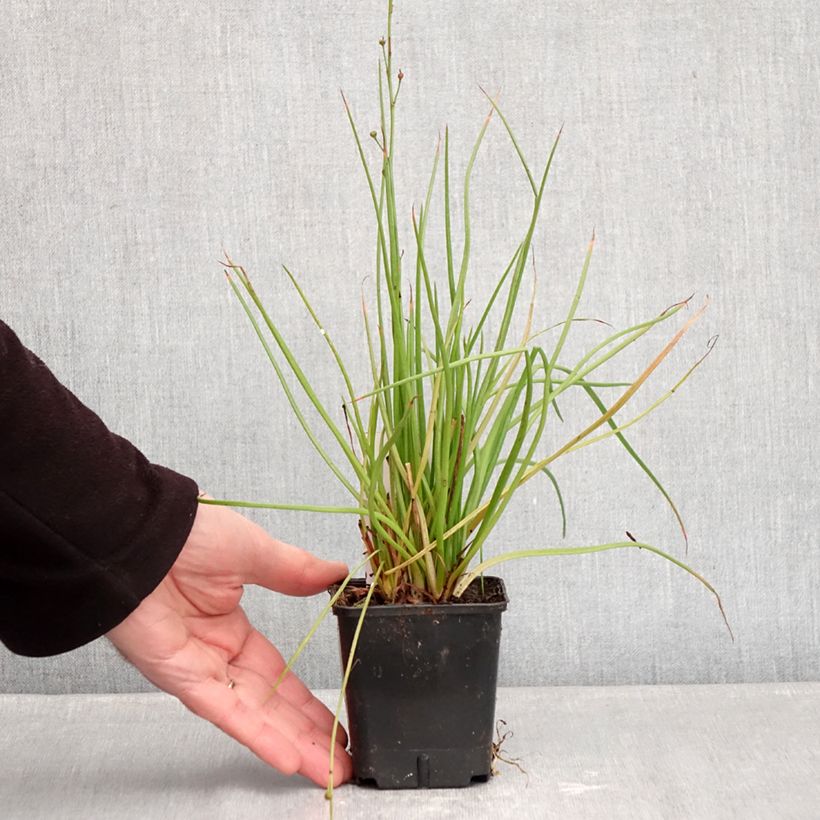 Example of Bulbine frutescens Hallmarck - Fiore di serpente Vasetto da 8/9 cm as you get in hiver