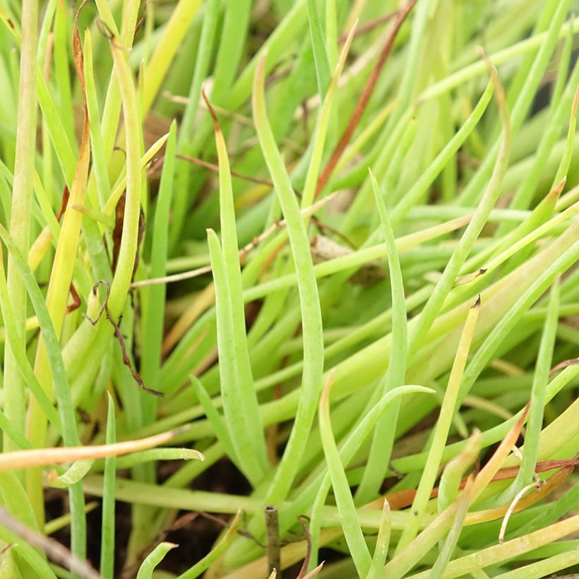Bulbine frutescens Medicus - Fiore di serpente (Foliage)