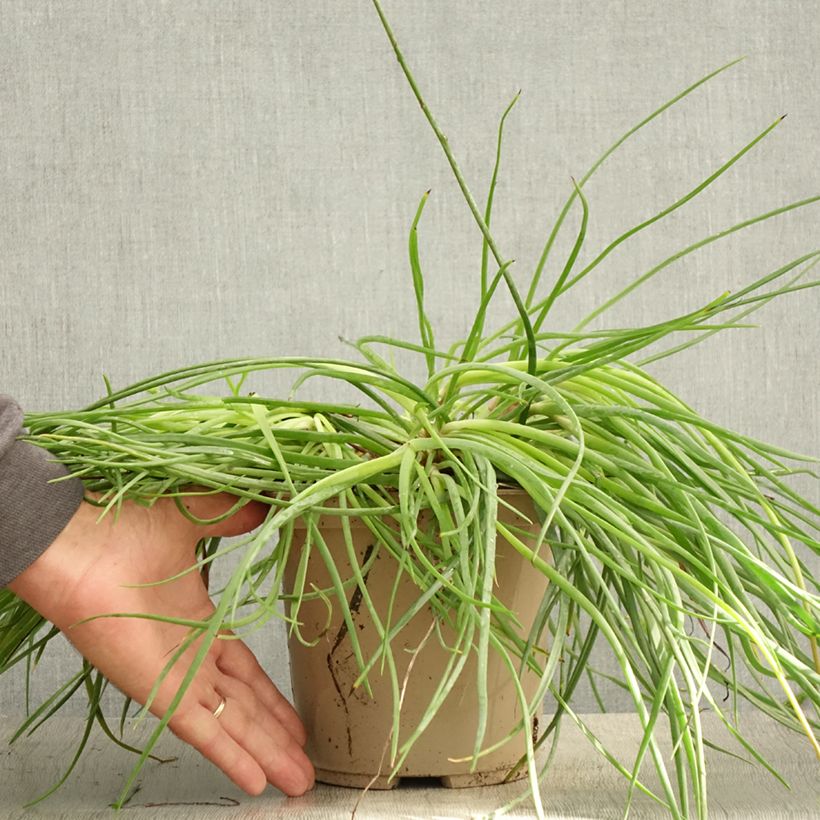 Esemplare di Bulbine frutescens Medicus - Fiore di serpente Vaso da 3L/4L consegnato in estate