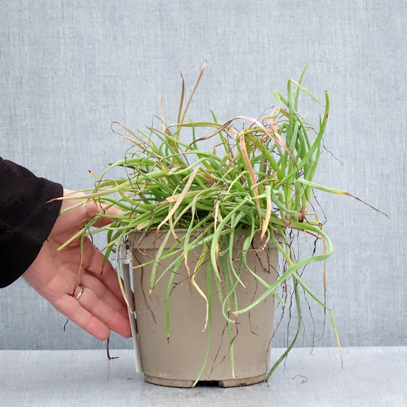 Example of Bulbine frutescens Medicus - Fiore di serpente Vaso da 3L/4L as you get in printemps