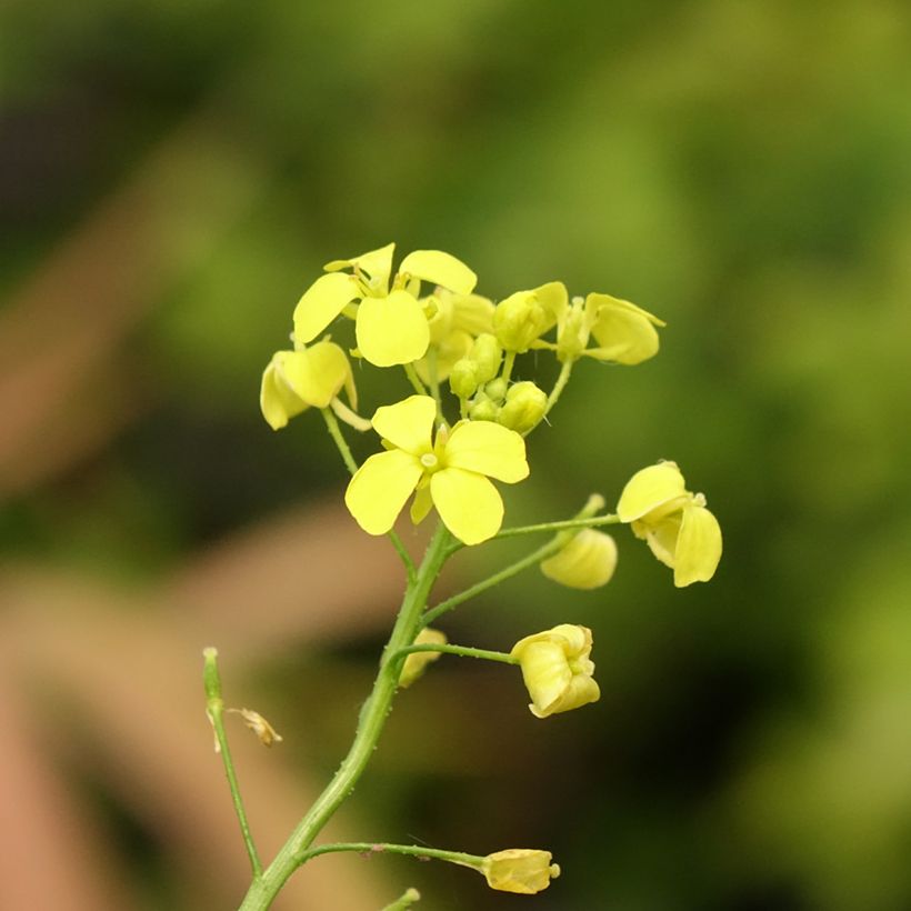 Bunias orientalis - Cascellore orientale (Fioritura)