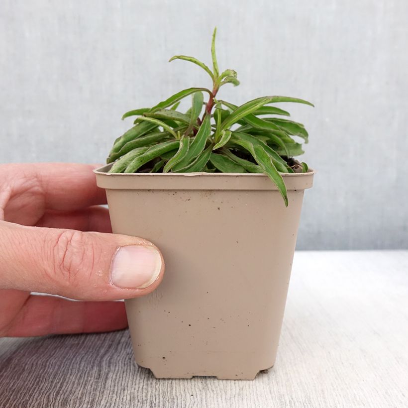 Buphthalmum salicifolium Alpen Gold - Asteroide salicina Vasetto da 8/9 cm esemplare consegnato in primavera