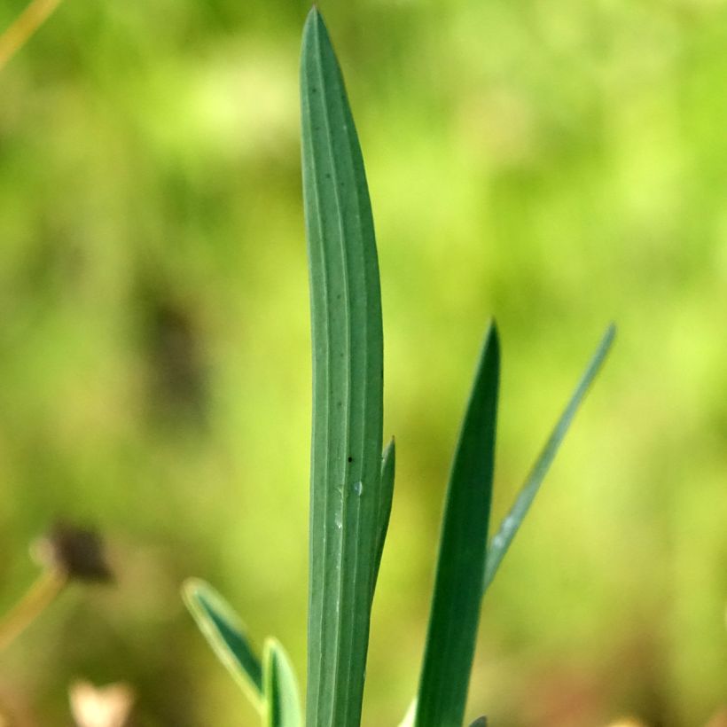 Bupleurum falcatum - Bupleuro falcato (Fogliame)