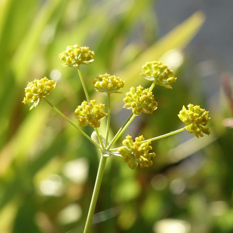 Bupleurum falcatum - Bupleuro falcato (Fioritura)