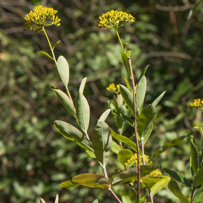 Bupleurum fruticosum - Bupleuro cespuglioso (Fogliame)