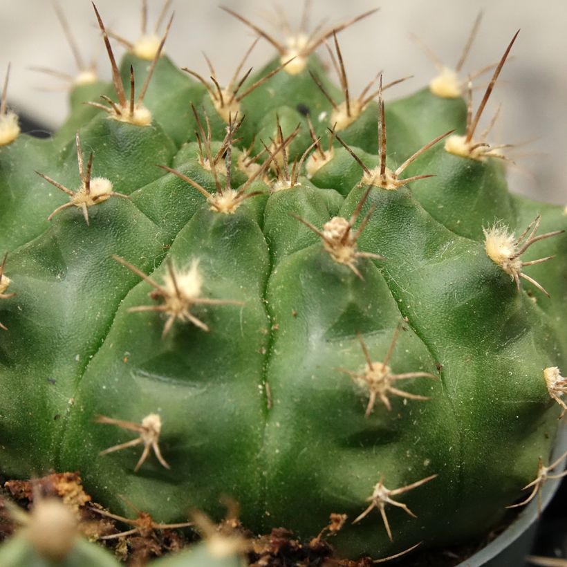 Cactus - Gymnocalycium baldianum (Fogliame)