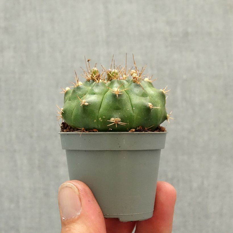 Cactus - Gymnocalycium baldianum mini-pianta esemplare consegnato in primavera