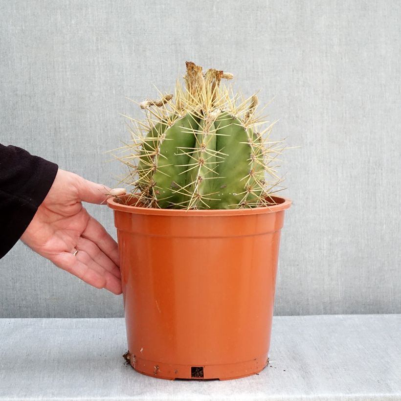 Esemplare di Cactus - Astrophytum ornatum Vaso da 4L/5L come consegnato in autunno