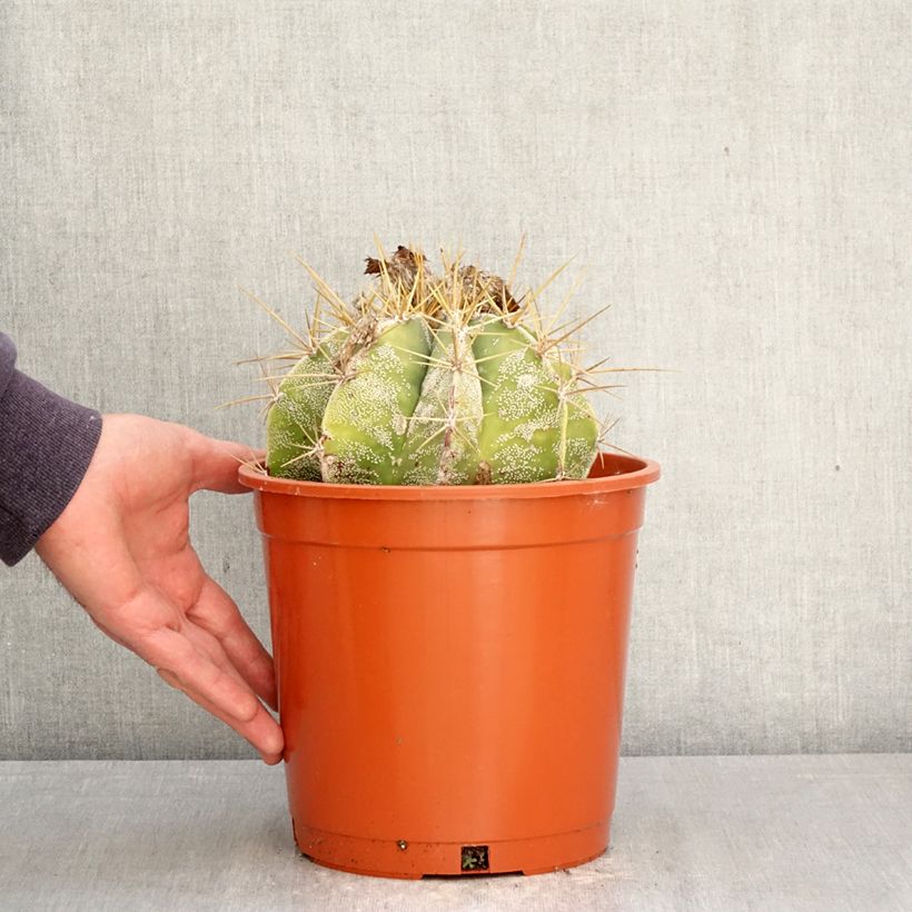 Cactus - Astrophytum ornatum Vaso da 4L/5L esemplare consegnato in primavera